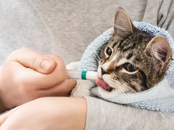 How to Syringe Feed a Kitten: 5 Vet-Approved Steps & Safety Guide
