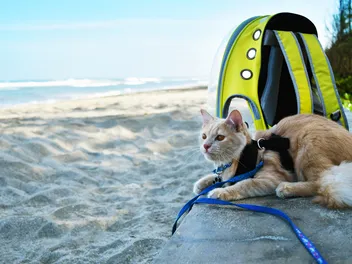 How to Measure for a Cat Harness: 3 Vet-Approved Tips