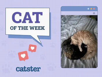 Catster Photo Contest: Cats of the Week Winners (September 18, 2025)