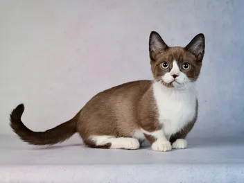 Dwarfism in Cats: Causes & Care Tips (Vet-Verified)