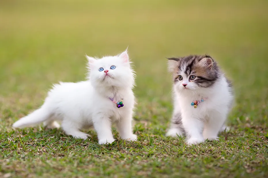 two Persian kittens