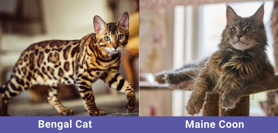 side by side Bengal Cat VS Maine Coon