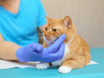The Importance of Regular Cat Checkups: 4 Vet Reviewed Benefits
