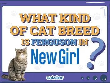 What Kind of Cat Breed is Ferguson in New Girl? Feline Celebrities Facts