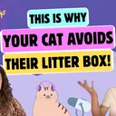 Chatting About Automatic Litter Boxes, Poop on the Floor, and Very Simple Fixes | Chatty Cattys, Episode 34