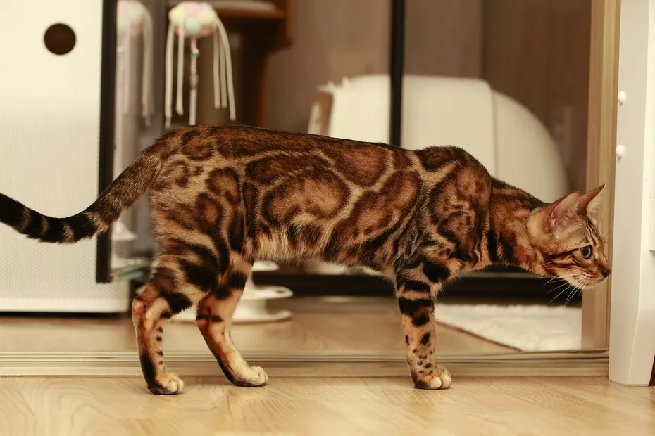 Bengal Cat Living Room