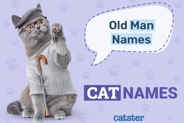 150+ Old Man Names for Cats: Great Ideas for Your Adorable Cat