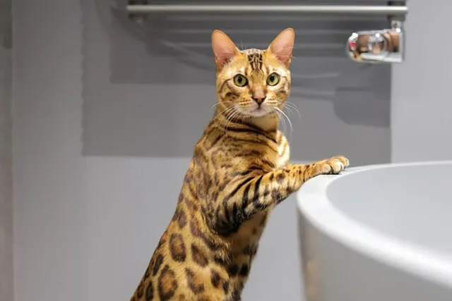Do Bengal Cats Like Water? Vet-Reviewed Facts & Ancestry