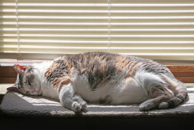 11 DIY Cat Window Perches You Can Build Today (With Pictures)