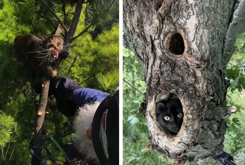 It’s A Bird! It’s A Plane! No, It’s Super Duane! Spicy kitty and tree life kitty