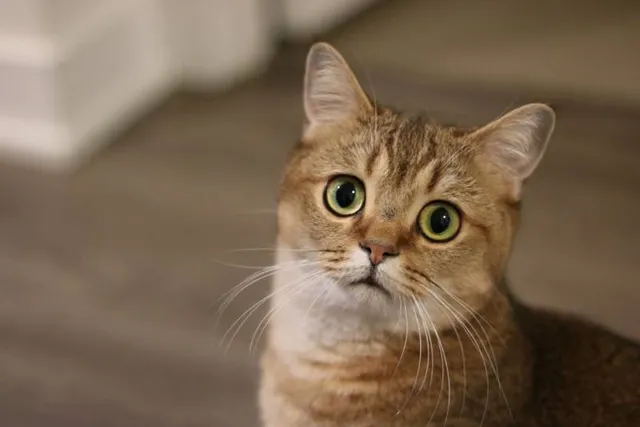 9 Things to Do If You Want to Buy a Purebred Cat: Vet Approved Advice