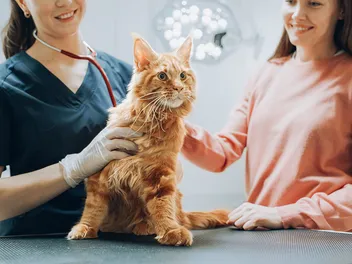 Ehlers-Danlos Syndrome in Cats: Causes, Signs, & Treatments