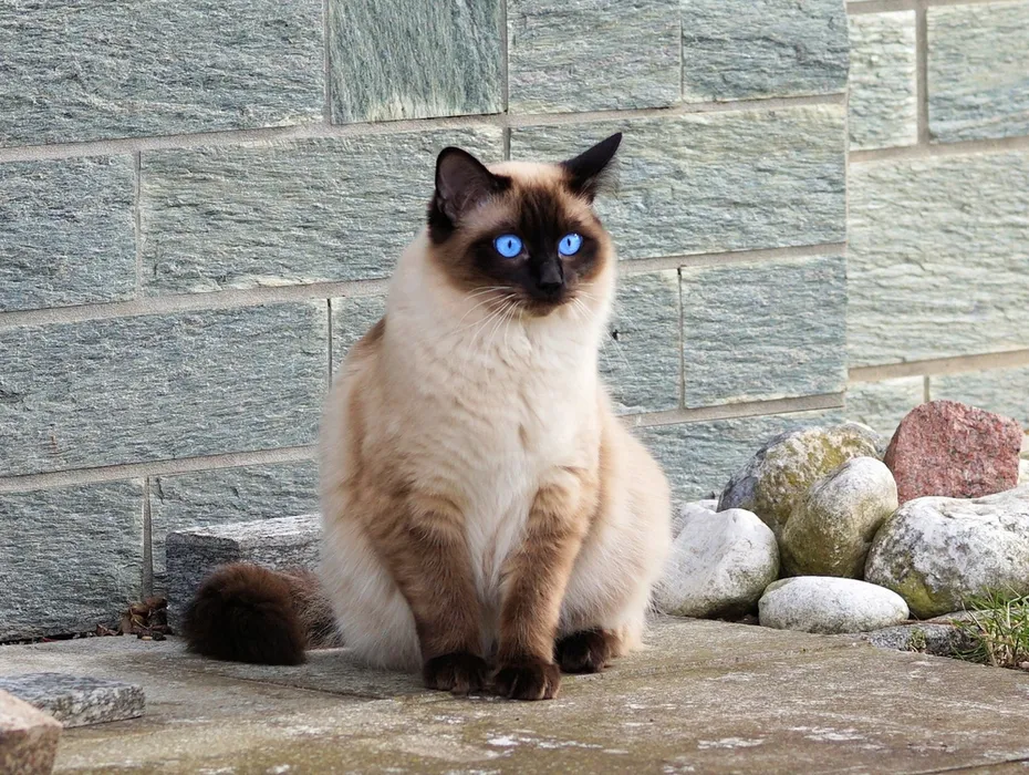 himalayan cat sitting beside stones