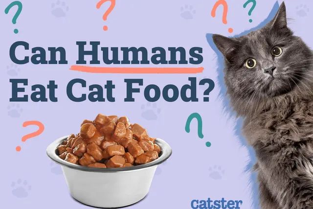 Can Humans Eat Cat Food? Vet-Reviewed Facts & Info to Consider