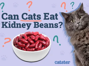 Can Cats Eat Kidney Beans? Vet-Reviewed Facts & Health Guidelines