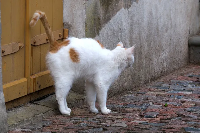 Do Cats Pee to Mark Territory? Vet-Reviewed Cat Behavior Explanation