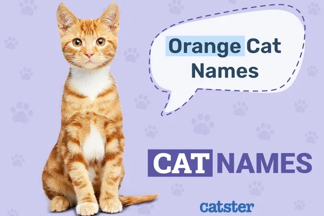 100+ Orange Cat Names: Ideas for Mellow & Friendly Felines