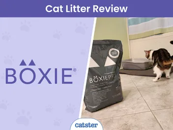 Boxie® Litter Review 2026: A Detailed Look