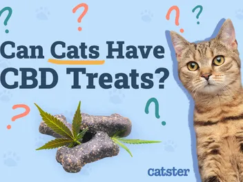 Can Cats Have CBD Treats? Vet-Verified Safety & Benefits Explained