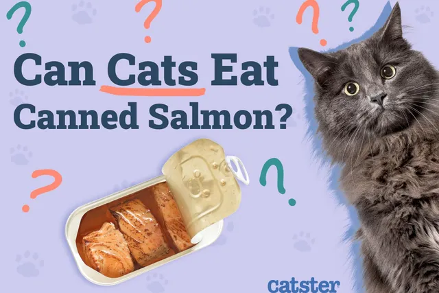 Can Cats Eat Canned Salmon? Vet-Reviewed Facts & FAQ