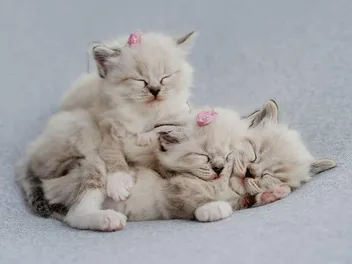 Ragdoll Kittens for Sale in Minnesota: Breeders List 2026