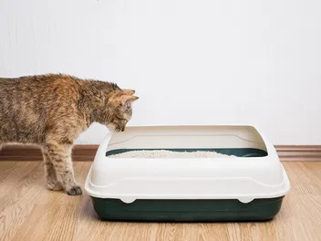 Does Health Monitoring Cat Litter Work? Vet Reviewed Facts & FAQ