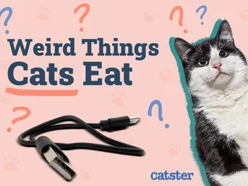 6 Weird Things Cats Eat: Vet-Reviewed Safety Tips & Considerations
