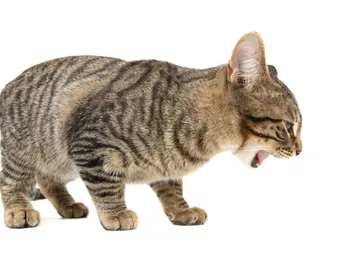 What Does a Cat Hairball Look Like? Vet-Reviewed Facts & FAQ
