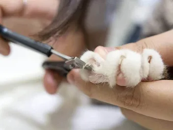 Can You Use Dog Nail Clippers on Cats? Vet-Reviewed Care & Safety Tips