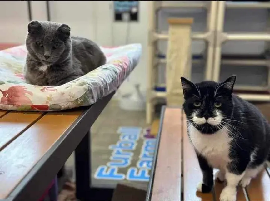 furball farm cat sanctuary 4