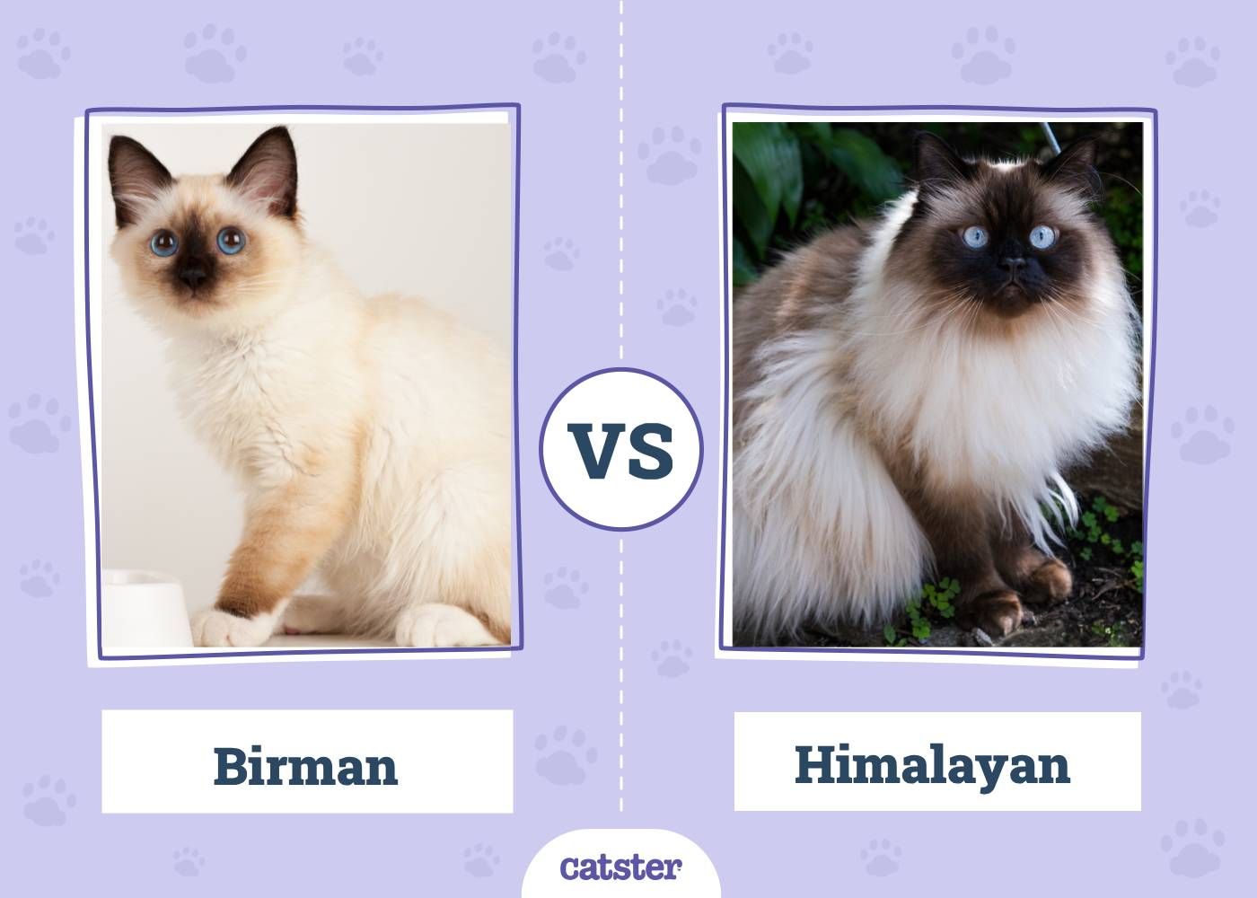 Birman VS Himalayan