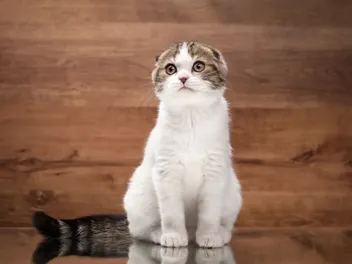 Are Scottish Fold Cats Affectionate? Vet-Verified Facts & FAQ