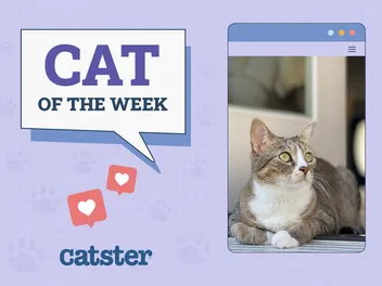 Catster Photo Contest: Cats of the Week Winners (December 11, 2025)