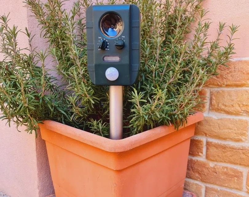 ultrasonic_ pippi78_Shutterstock