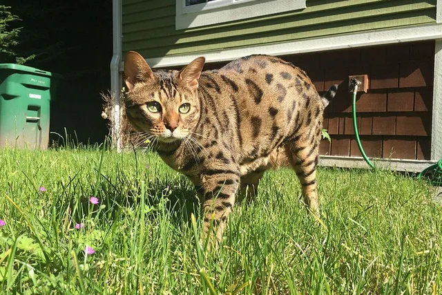 Cheetoh Cat Breed: Info, Pictures, Temperament & More