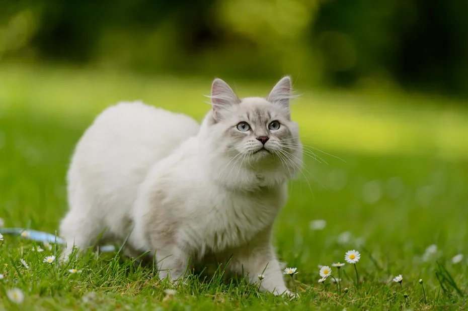 Blue-eyed-Chinchilla-Siberian-Cat-walking-on-grass-outside