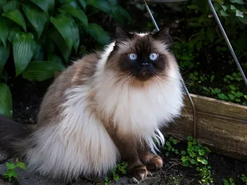 Cat Pupils: Eye Meaning Explained (Vet-Verified)