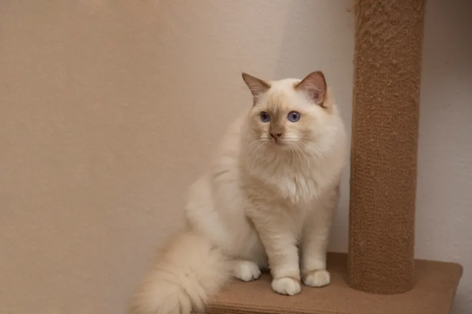 Flame point Ragdoll cat with beautiful blue eyes sitting on scratching post in the evening