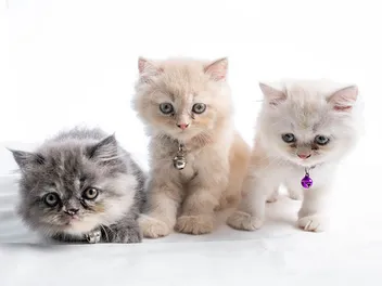 Persian Kittens For Sale in New Jersey: Breeders List 2026