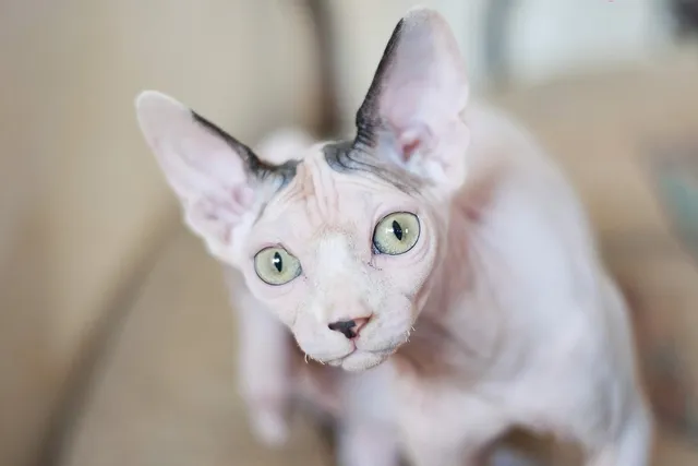 20 Cat Breeds With Big Ears (With Info & Pictures)