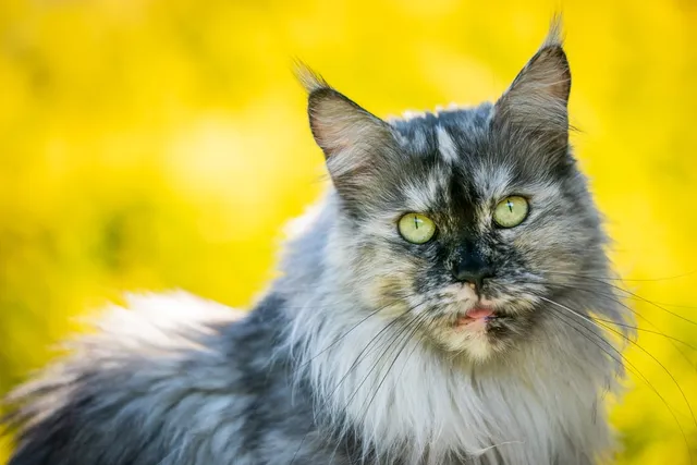 Blue Tortoiseshell Cat: 8 Interesting Facts (With Pictures)