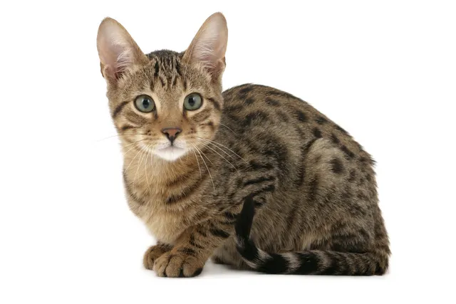 Serengeti Cat Breed Info: Pictures, Temperament & Traits