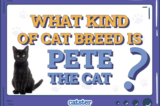 What Kind of Cat Breed Is Pete the Cat? Popular Fiction Facts