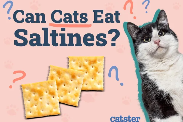 Can Cats Eat Saltines? Vet-Approved Nutritional Value & Alternatives