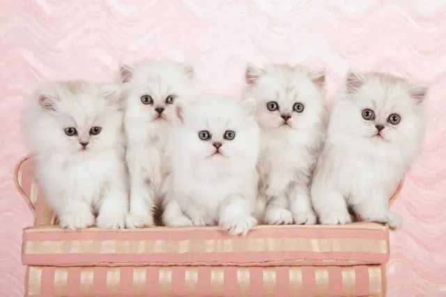 Persian Kittens For Sale in Georgia: Breeders List 2026