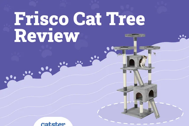 Frisco Cat Tree & Condo Review (2026 Update)
