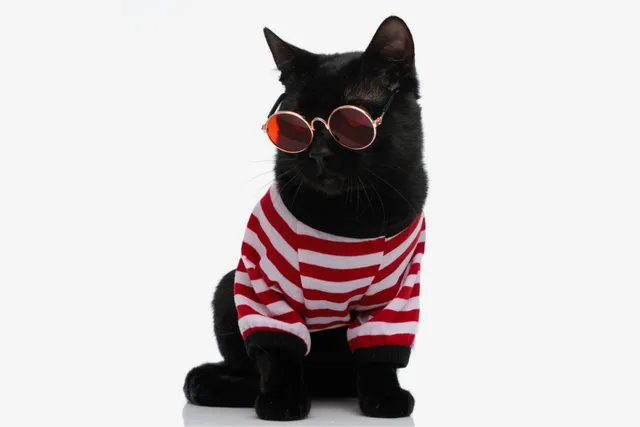 Meet 10 Famous Black Cats Who Stole the Spotlight in Pop Culture
