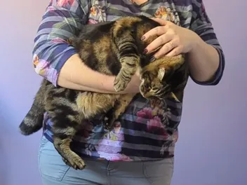 How to Safely Restrain a Cat: Dr. Karyn Shares Her Tips (with Video)