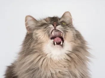 Why Does My Cat Keep Sneezing? 7 Vet-Verified Causes
