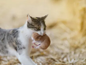 Why Is My Cat Biting Her Kittens? Vet-Approved Reasons & FAQ